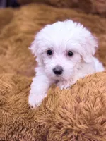 Luna, a female Maltese for sale in Inman, SC – Photo 2 of 3