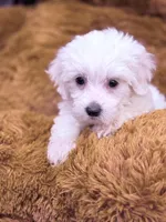 Luna, a female Maltese for sale in Inman, SC – Photo 3 of 3