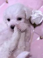 Rosie , a female Maltese for sale in Inman, SC – 7 of 10