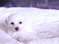 processed/ea854b84-7c30-403d-a5d4-ad207a6381e9/listing/1988f893-90af-4654-9a16-f59800170878/04ce9cff-5bd7-4b64-a630-8f1f20a04144