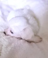 processed/ea854b84-7c30-403d-a5d4-ad207a6381e9/listing/1988f893-90af-4654-9a16-f59800170878/6e22a503-cd07-41f5-a820-c73d257ff080