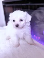 processed/ea854b84-7c30-403d-a5d4-ad207a6381e9/listing/1988f893-90af-4654-9a16-f59800170878/a1dab7af-730e-4dc2-a7c8-6373b0d18bf4