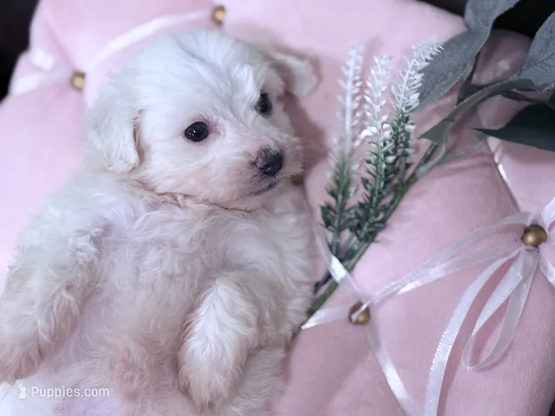 Lucy  – Maltese puppy for sale in Inman, SC