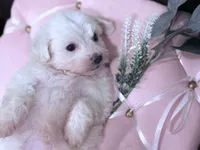 Lucy , a female Maltese for sale in Inman, SC – 1 of 9