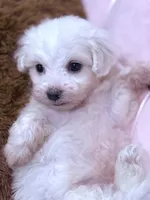 Lucy , a female Maltese for sale in Inman, SC – 7 of 9