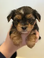 Nick, a male Morkie for sale in Inman, SC – 7 of 7