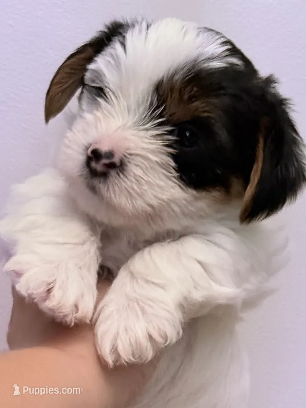 Alex – Yorkshire Terrier puppy for sale in Inman, SC
