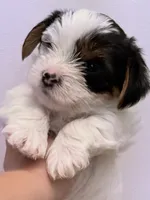 Alex, a male Yorkshire Terrier for sale in Inman, SC – 1 of 3