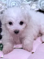 Lucy , a female Maltese for sale in Inman, SC – 2 of 9