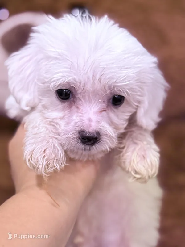 Alex – Maltese puppy for sale in Inman, SC