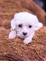 Alex, a male Maltese for sale in Inman, SC – Photo 2 of 5