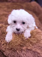 Alex, a male Maltese for sale in Inman, SC – Photo 5 of 5