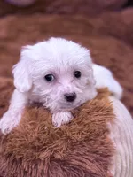 Alex, a male Maltese for sale in Inman, SC – Photo 4 of 5