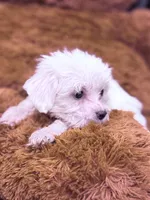 Alex, a male Maltese for sale in Inman, SC – Photo 3 of 5