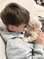 Leo, a male Maltese for sale in Inman, SC – 2 of 7