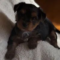 Mery, a female Yorkshire Terrier for sale in Inman, SC – Photo 5 of 6