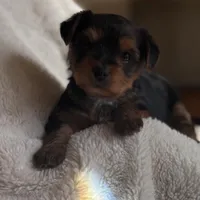 Mery, a female Yorkshire Terrier for sale in Inman, SC – Photo 6 of 6