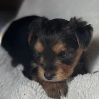 Mery, a female Yorkshire Terrier for sale in Inman, SC – Photo 2 of 6