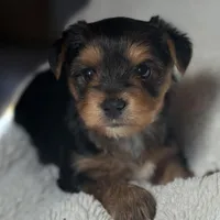 Mery, a female Yorkshire Terrier for sale in Inman, SC – Photo 1 of 6