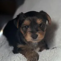Mery, a female Yorkshire Terrier for sale in Inman, SC – Photo 3 of 6