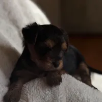 Mery, a female Yorkshire Terrier for sale in Inman, SC – Photo 4 of 6