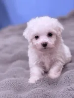 Alex, a male Maltese for sale in Inman, SC – 2 of 7