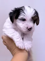 Alex, a male Yorkshire Terrier for sale in Inman, SC – 3 of 3