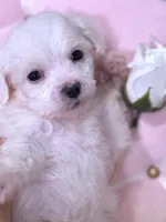 Rosie , a female Maltese for sale in Inman, SC – 10 of 10