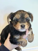 Nick, a male Morkie for sale in Inman, SC – 4 of 7