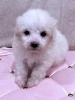 Grace, a female Maltese for sale in Inman, SC – 10 of 10