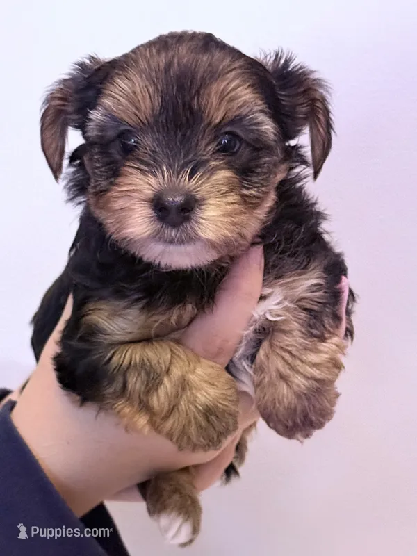 Nick – Morkie puppy for sale in Inman, SC