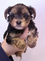 Nick, a male Morkie for sale in Inman, SC – 1 of 7