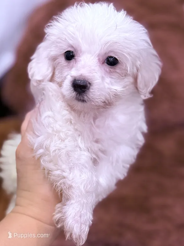 Max – Maltese puppy for sale in Inman, SC