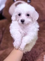 Max, a male Maltese for sale in Inman, SC – Photo 2 of 3