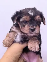 Monica, a female Yorkshire Terrier for sale in Inman, SC – 6 of 6