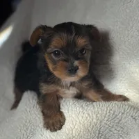 Grace, a female Yorkshire Terrier for sale in Inman, SC – Photo 8 of 9