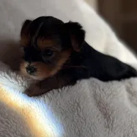 Grace, a female Yorkshire Terrier for sale in Inman, SC – Photo 7 of 9