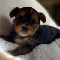 Grace, a female Yorkshire Terrier for sale in Inman, SC – Photo 5 of 9