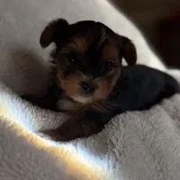 Grace, a female Yorkshire Terrier for sale in Inman, SC – Photo 9 of 9