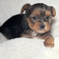 Grace, a female Yorkshire Terrier for sale in Inman, SC – Photo 2 of 9