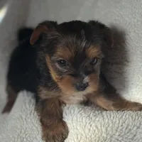 Grace, a female Yorkshire Terrier for sale in Inman, SC – Photo 6 of 9