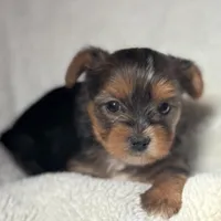 Grace, a female Yorkshire Terrier for sale in Inman, SC – Photo 1 of 9