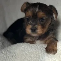 Grace, a female Yorkshire Terrier for sale in Inman, SC – Photo 4 of 9