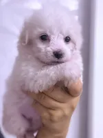Grace, a female Maltese for sale in Inman, SC – 7 of 10