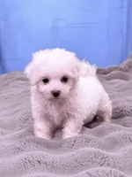 Alex, a male Maltese for sale in Inman, SC – 6 of 7