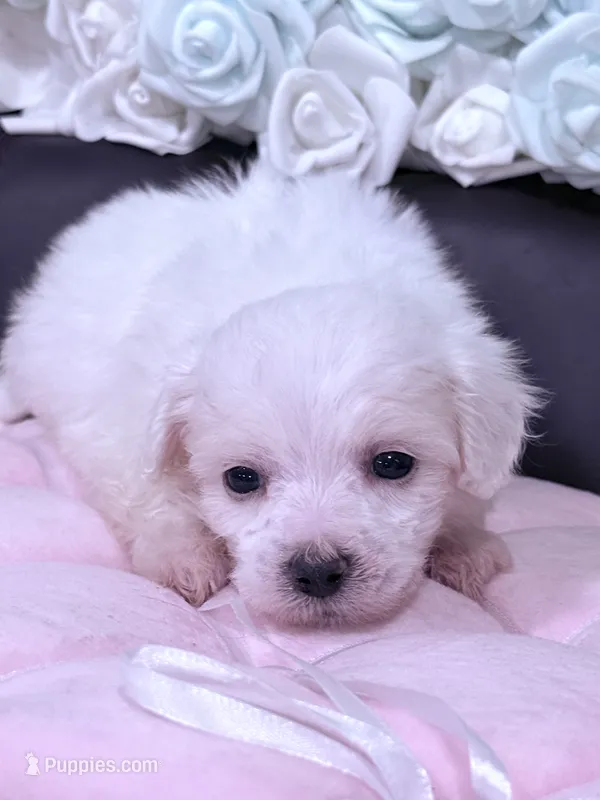 Rosie  – Maltese puppy for sale in Inman, SC