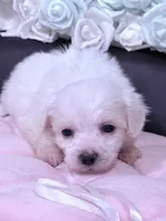 Rosie , a female Maltese for sale in Inman, SC – 1 of 10