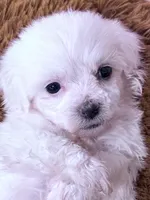Mary, a female Maltese for sale in Inman, SC – 6 of 8