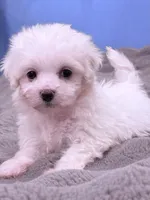 Alex, a male Maltese for sale in Inman, SC – 4 of 7