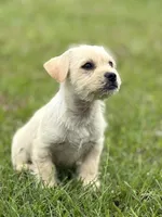 Max, a male French Bulldog and Belgian Shepherd Dog for sale in Inman, SC – Photo 4 of 7